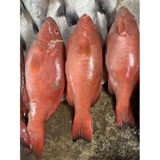 Cá mú đỏ nguyên con cấp đông - ~1.5kg/con