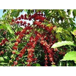 Cây Cà Phê ARABICA Giống Chuẩn ( sản phảm có bảo hành bao đổi trả)