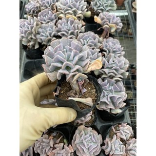 cây sen đá cúc tím  🌵 [Chính hãng]⚡ [Ảnh thật] ❤ [FreeShip] ✈ [Có sẵn]
