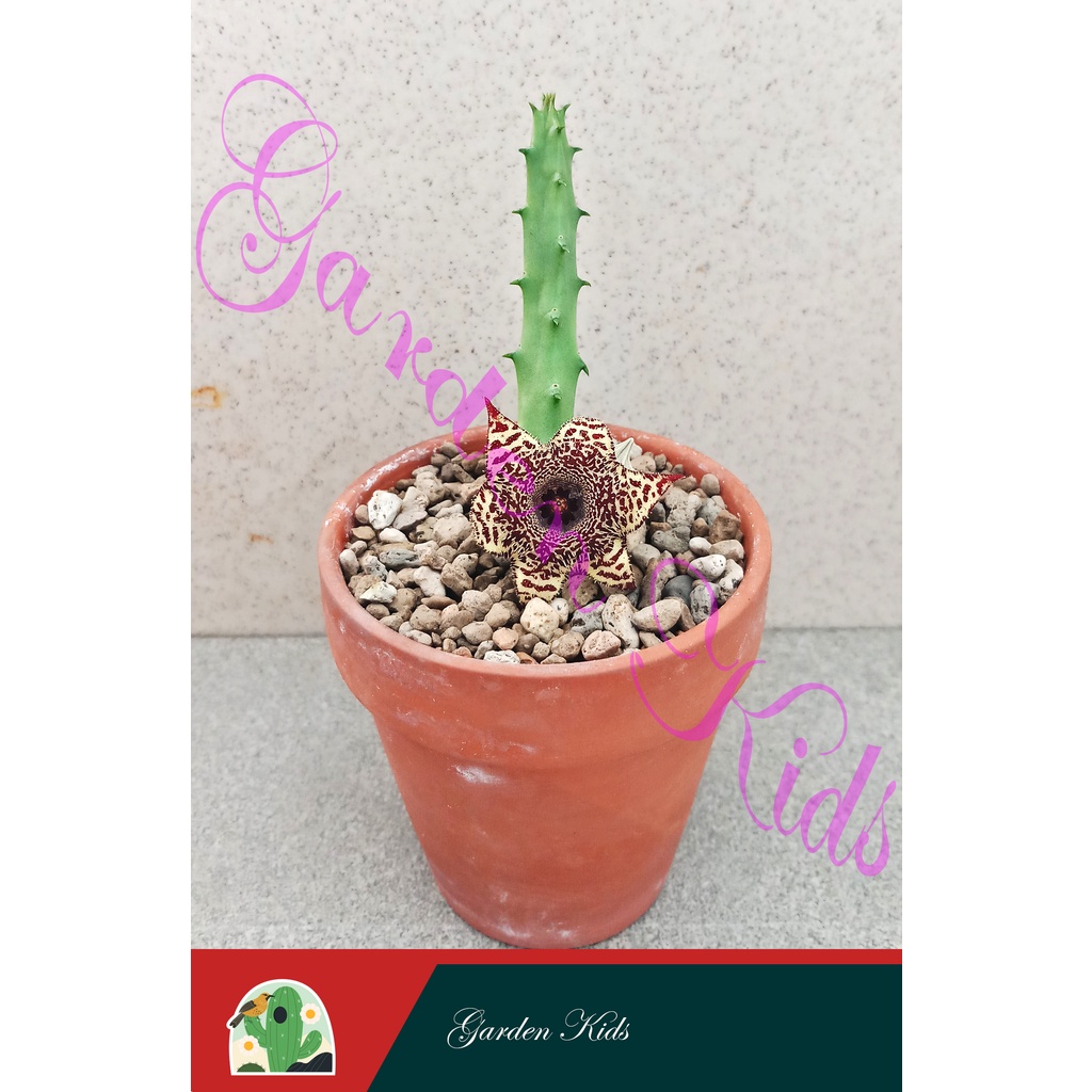 Xương rồng sao biển hoa nâu đen