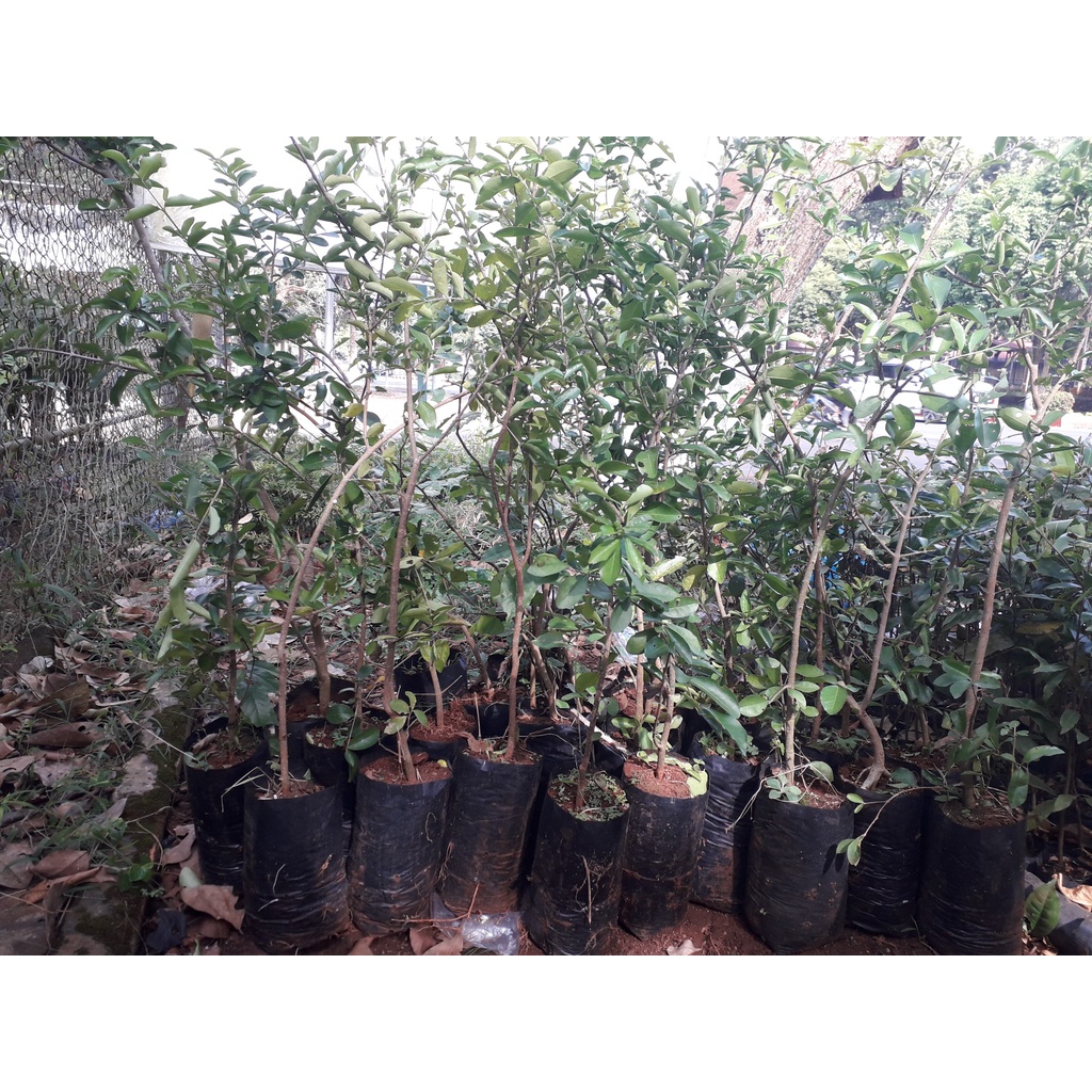 CÂY GIỐNG SƠ RI NGỌT THÁI LAN