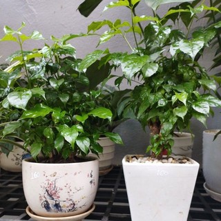 PHÂN BÓN LÁ CAO CẤP NPK 30_10_5 (gói 10gram)