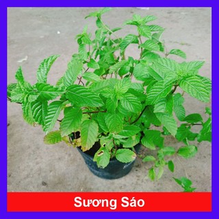 Cây sương sáo làm thạch sương sáo, thanh nhiệt giải độc mát gan, lợi tiểu, đẹp da - caykiengsadec