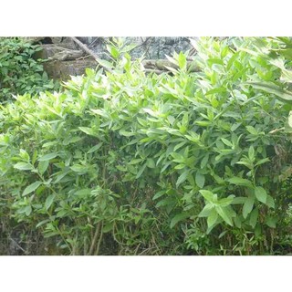 [Nhu_Mai_Garden]CÂY CÚC TẦN (CÂY ĐẠI BI , CÂY TỪ BI XANH)- CÂY GIỐNG