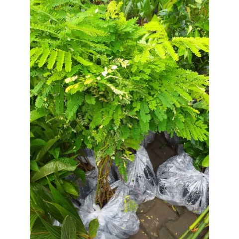 Cây phượng vĩ ,cây đẹp + siêu tốt