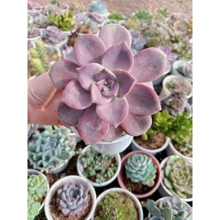 Sen đá hồng mập size trung 5-7 cm