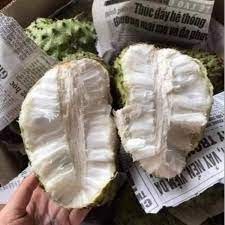 Cây Giống mãng cầu xiêm ngọt không hạt