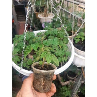 Combo 5 cây giống cà chua bi lùn quả đỏ