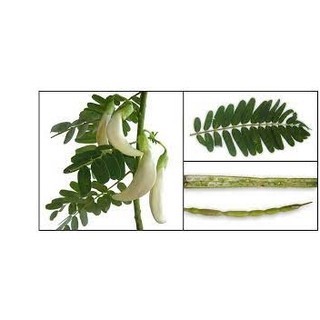 2Gr Hạt Giống Cây Bông So Đũa