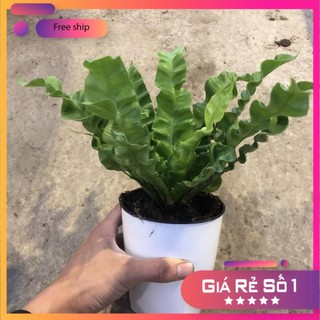 Cây tổ yến mini để bàn, Chiều cao 15-20cm lá tạo hình xoắn ốc tán lá hình tổ yến