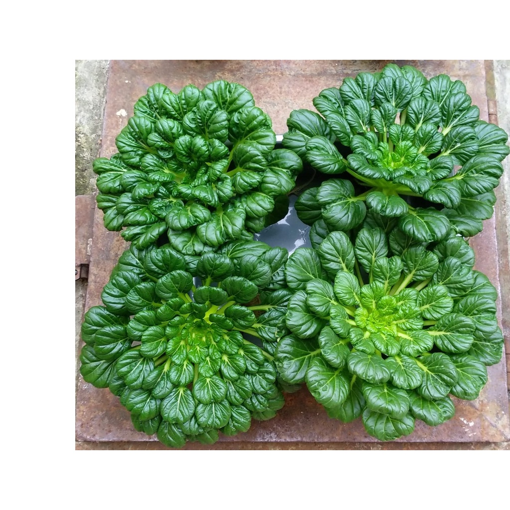1Gr Hạt Giống Cải Tatsoi