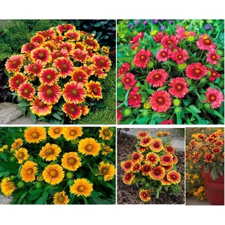 100h hạt giống hoa cúc rudbeckia mix