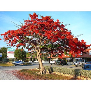 Cây giống cây hoa phượng đỏ