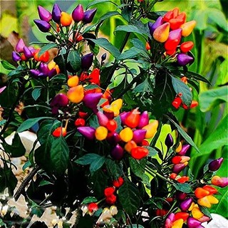 30h hạt giống ớt ngũ sắc