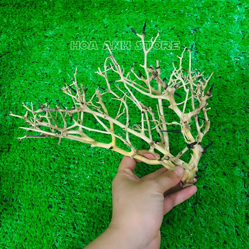 Lũa Xương Chùm - Lũa Ghép Tán Bonsai Cho Bể Thuỷ Sinh