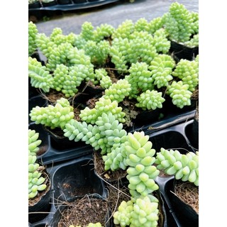 Sen đá size bầu 4-6cm