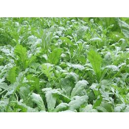 Hạt giống cải cúc nếp gói  15gr
