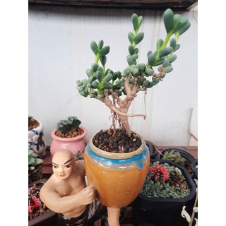 Sen đá - Sen tim gốc thụ kiểu dáng Bonsai y hình