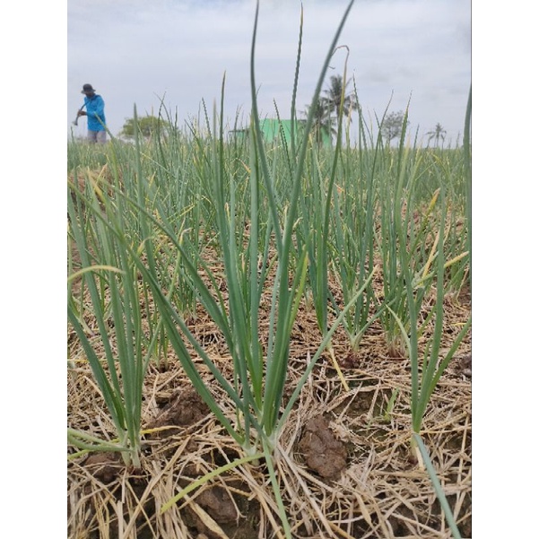 Vayego 200sc, 50ml, hiệu quả trên sâu xanh da láng, sâu hành tím