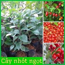 Cây nhót ngọt siêu trái ( giống siêu đẹp + siêu tốt)