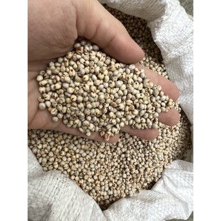 Hạt bo bo trắng cho hamster, vẹt, chim cảnh... 1kg