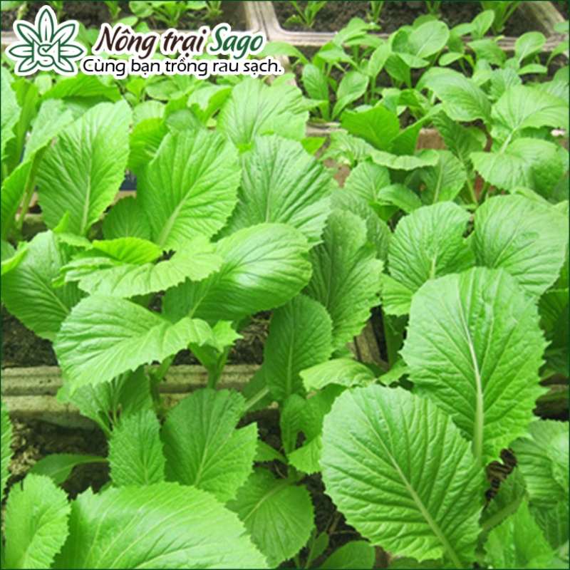 Hạt giống Cải Bẹ Xanh Mỡ Cao Sản (Cải Cay) Trồng Quanh Năm (gói 20gr) - Nông Trại Sago