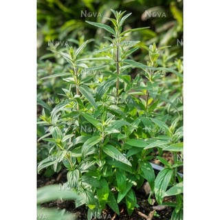100h hạt giống bạc hà mint núi