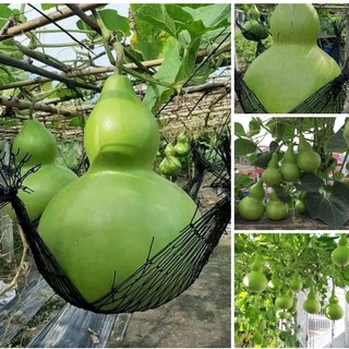 Bầu hồ lô khổng lồ 13kg kg và Bầu hồ lô siêu quả 2kg