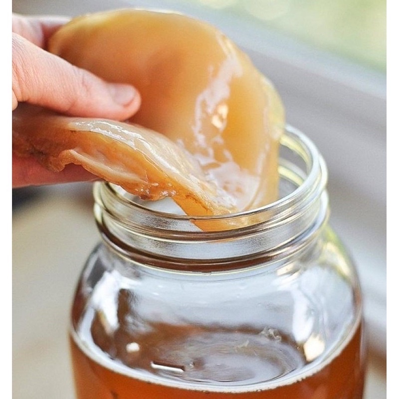 con giống Scoby và nước men