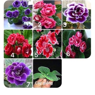 Cây giống hoa tử la lan(1 bầu)