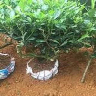 Combo 3 bầu cây giống cây trà xanh