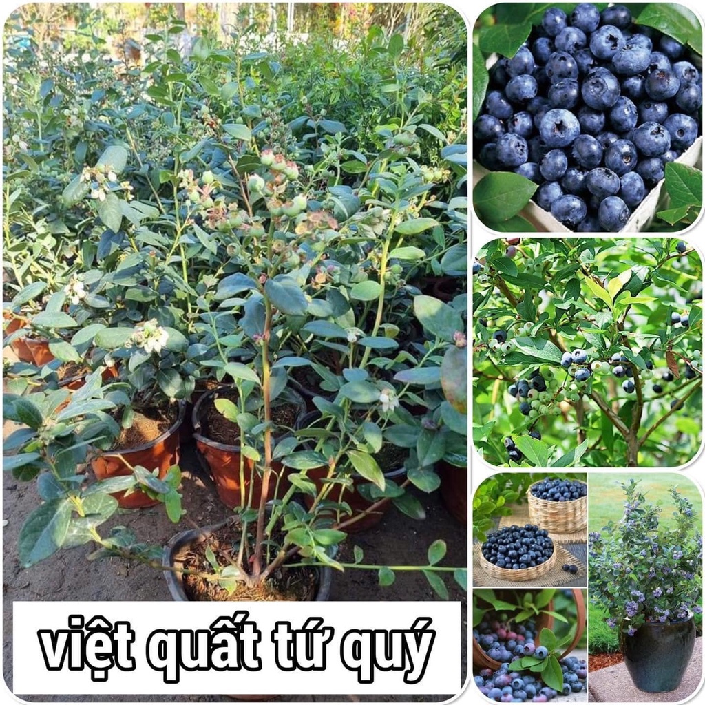 Cây việt quất cao 50-60cm nhiều vitamin, dễ chăm bón mua 5 cây tặng 1 cây