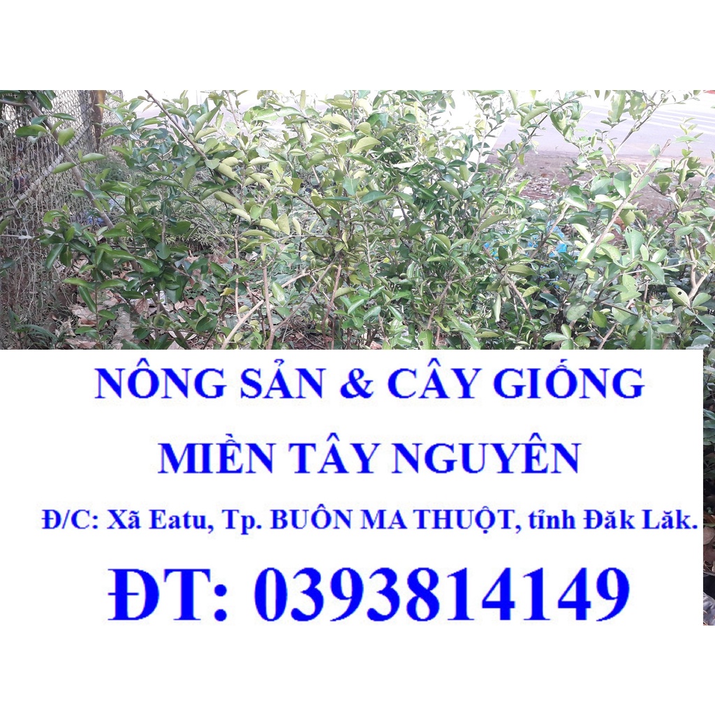CÂY GIỐNG SƠ RI NGỌT THÁI LAN