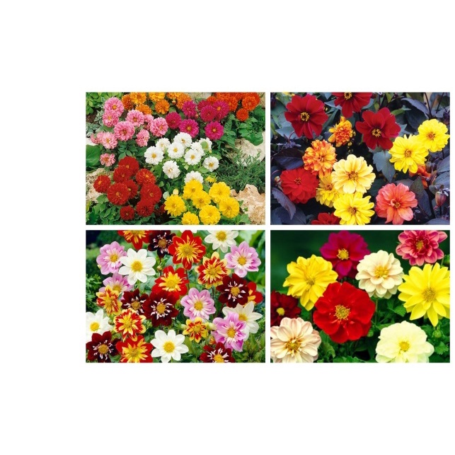 50h Hạt Giống Thược Dược Lùn Mix 40cm