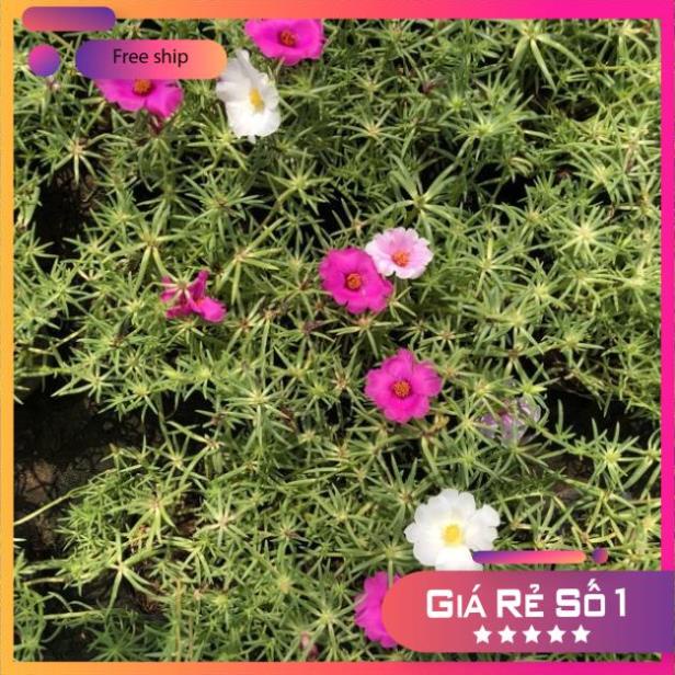 Cây hoa mười giờ mỹ bông đơn cực to cực đẹp cây cao 15-20cm (Hàng Chuẩn)