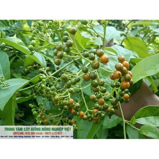 Cây xạ đen mua 10 tặng 1 cây