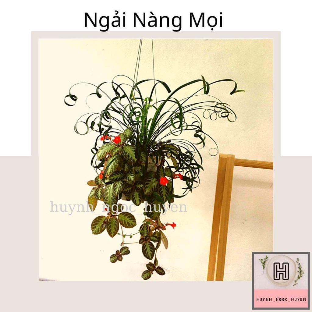 Ngải nàng mọi ( khéo khách)