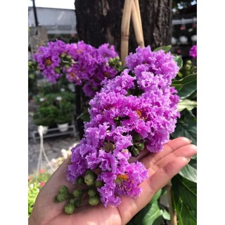 Cây 🌲 Bằng lăng Thái (siêu hoa)
