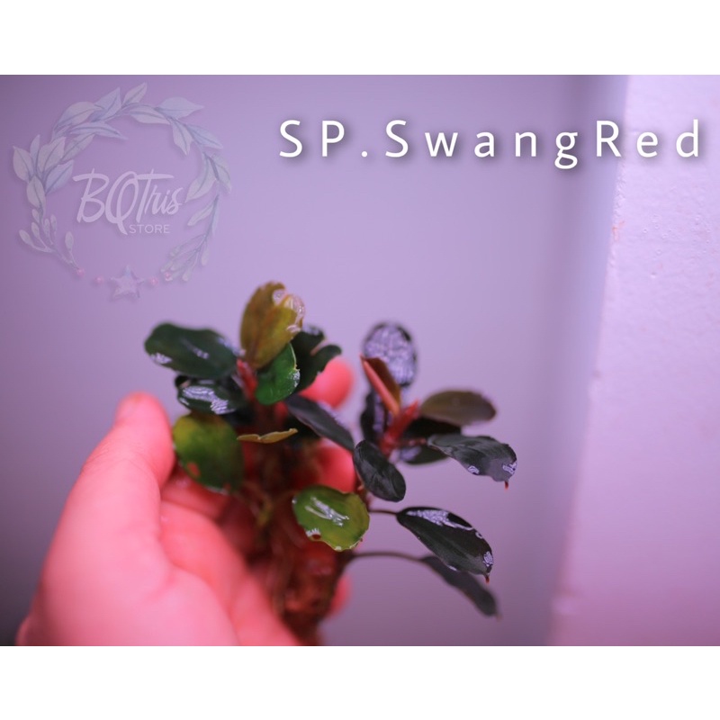 Bucep SP. SwangRed | hàng ngọn | lá cạn hình tròn | cây đẹp