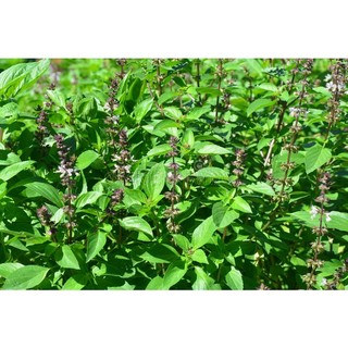 10Gr Hạt Giống Húng Quế