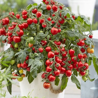 30h hạt giống cà chua cherry đỏ lùn trồng chậu