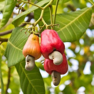 Hạt Điều Rang Muối Nguyên Lụa 500gr