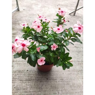 100h hạt giống hoa dừa cạn mix 40cm
