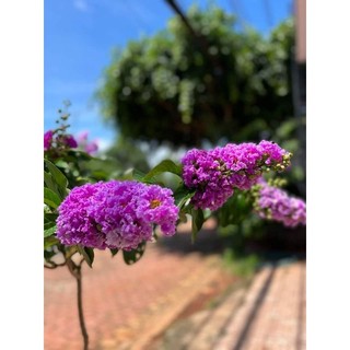 Cây 🌲 Bằng lăng Thái (siêu hoa)