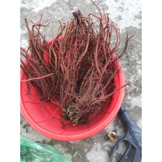 Đan sâm tươi 150k/kg
