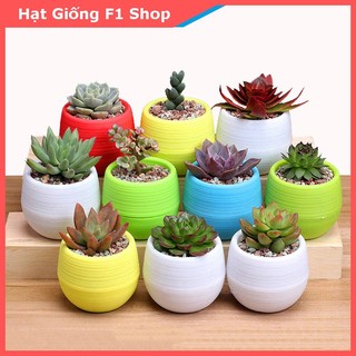 Chậu nhựa mini trồng sen đá nhiều màu sắc mix