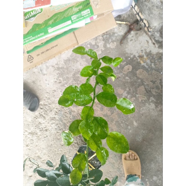 Cây chúc cao tầm 50cm giá 120k