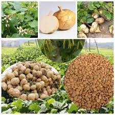Hạt giống củ đậu - 20 hạt