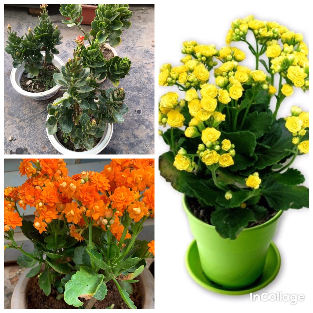 cây hoa lá bỏng ( cây sống đời ) màu vàng, cam đang hoa