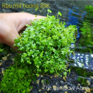 Rau má hương, cây thủy sinh đẹp khỏe không cần CO2